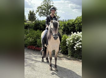 Fjordpferde, Wallach, 3 Jahre, 145 cm