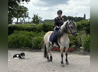 Fjordpferde, Wallach, 3 Jahre, 145 cm