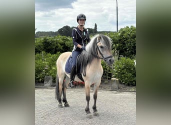 Fjordpferde, Wallach, 3 Jahre, 145 cm