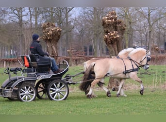 Fjordpferde, Wallach, 3 Jahre, 147 cm