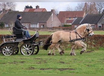 Fjordpferde, Wallach, 3 Jahre, 147 cm