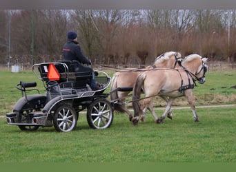 Fjordpferde, Wallach, 3 Jahre, 147 cm