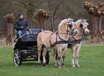 Fjordpferde, Wallach, 3 Jahre, 147 cm