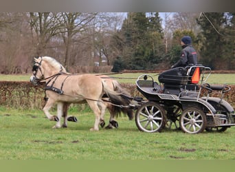 Fjordpferde, Wallach, 3 Jahre, 147 cm