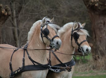 Fjordpferde, Wallach, 3 Jahre, 147 cm