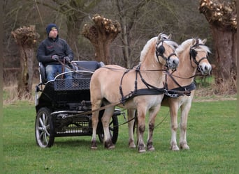 Fjordpferde, Wallach, 3 Jahre, 147 cm