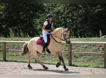 Fjordpferde, Wallach, 3 Jahre, 147 cm, Falbe