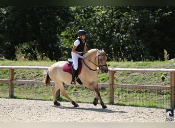 Fjordpferde, Wallach, 3 Jahre, 147 cm, Falbe