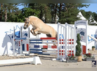 Fjordpferde, Wallach, 3 Jahre, 148 cm, Falbe
