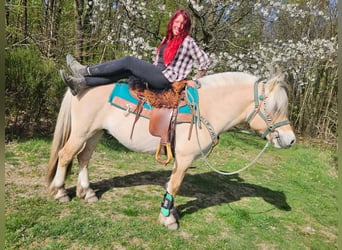 Fjordpferde, Wallach, 3 Jahre, 148 cm, Falbe