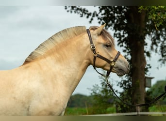 Fjordpferde, Wallach, 3 Jahre, 149 cm