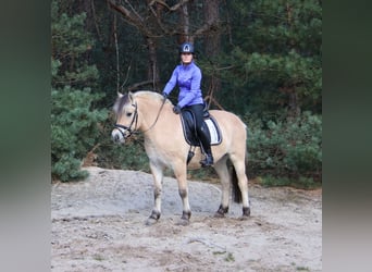 Fjordpferde, Wallach, 3 Jahre, 149 cm