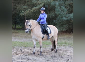 Fjordpferde, Wallach, 3 Jahre, 149 cm