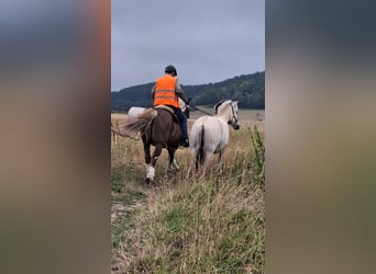 Fjordpferde, Wallach, 3 Jahre, 150 cm, Falbe