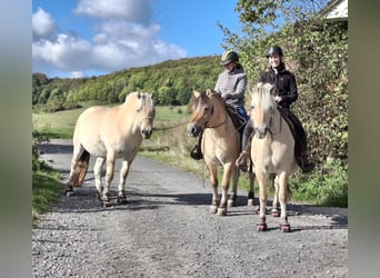 Fjordpferde, Wallach, 3 Jahre, 150 cm, Falbe