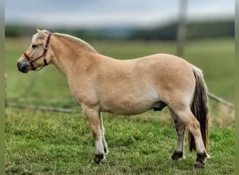 Fjordpferde, Wallach, 3 Jahre, 150 cm, Falbe