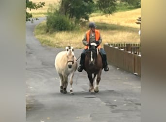 Fjordpferde, Wallach, 3 Jahre, 150 cm, Falbe