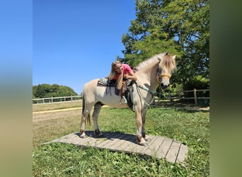 Fjordpferde, Wallach, 3 Jahre, 150 cm, Falbe