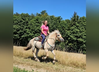 Fjordpferde, Wallach, 3 Jahre, 150 cm, Falbe