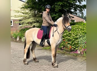 Fjordpferde, Wallach, 3 Jahre, 150 cm