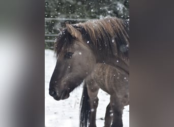 Fjordpferde Mix, Wallach, 3 Jahre, 154 cm, Falbe