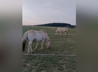 Fjordpferde, Wallach, 3 Jahre, Falbe