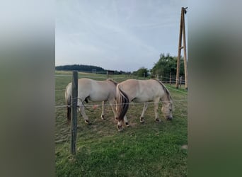 Fjordpferde, Wallach, 3 Jahre, Falbe