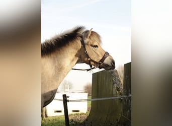 Fjordpferde, Wallach, 4 Jahre, 138 cm