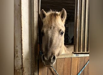 Fjordpferde, Wallach, 4 Jahre, 138 cm, Grullo