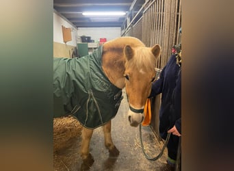 Fjordpferde, Wallach, 4 Jahre, 140 cm, Falbe