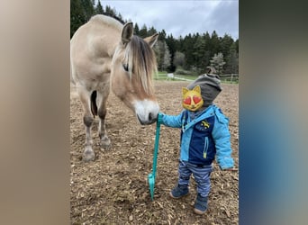 Fjordpferde, Wallach, 4 Jahre, 141 cm, Falbe