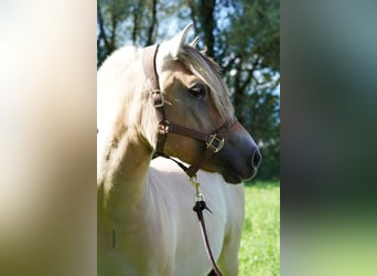 Fjordpferde, Wallach, 4 Jahre, 142 cm, Falbe