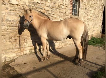 Fjordpferde, Wallach, 4 Jahre, 145 cm, Falbe