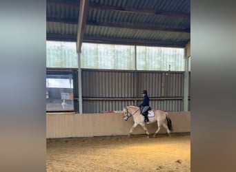 Fjordpferde, Wallach, 4 Jahre, 145 cm, Falbe