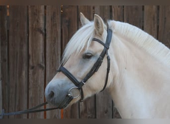 Fjordpferde, Wallach, 4 Jahre, 146 cm, Falbe