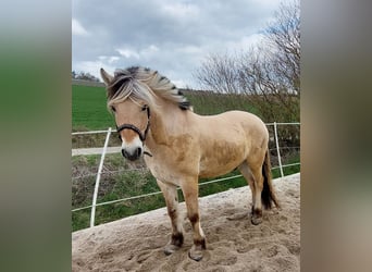 Fjordpferde, Wallach, 4 Jahre, 147 cm, Falbe