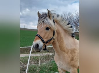 Fjordpferde, Wallach, 4 Jahre, 147 cm, Falbe