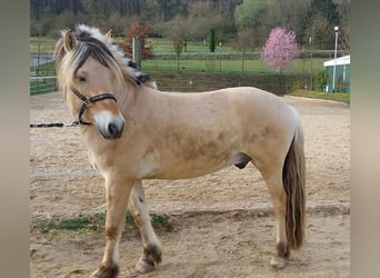 Fjordpferde, Wallach, 4 Jahre, 147 cm, Falbe