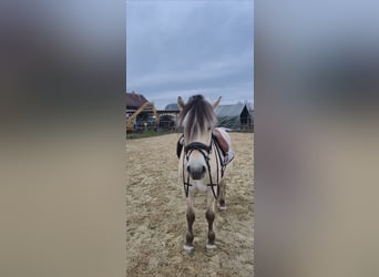 Fjordpferde, Wallach, 4 Jahre, 148 cm, Falbe