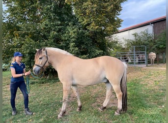 Fjordpferde, Wallach, 4 Jahre, 149 cm, Falbe