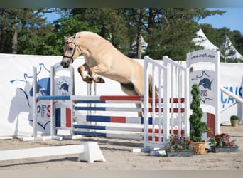 Fjordpferde, Wallach, 4 Jahre, 150 cm, Falbe