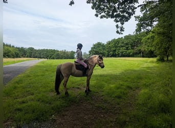 Fjordpferde, Wallach, 4 Jahre, 151 cm, Falbe