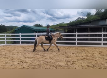 Fjordpferde, Wallach, 4 Jahre, 151 cm, Falbe