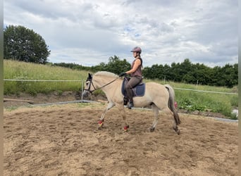 Fjordpferde, Wallach, 4 Jahre, 152 cm, Falbe
