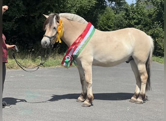 Fjordpferde, Wallach, 4 Jahre, 153 cm, Falbe