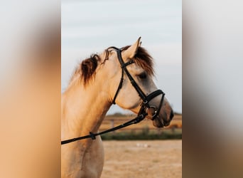 Fjordpferde Mix, Wallach, 4 Jahre, 154 cm, Falbe