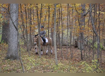 Fjordpferde, Wallach, 5 Jahre, 142 cm, Palomino