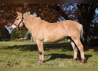 Fjordpferde, Wallach, 5 Jahre, 142 cm, Palomino