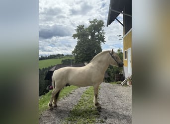 Fjordpferde, Wallach, 5 Jahre, 143 cm, White