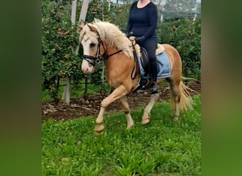 Fjordpferde, Wallach, 5 Jahre, 144 cm, Falbe